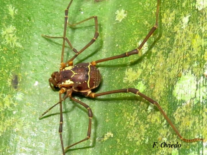 Cynorta sp2 (Cosechadora)