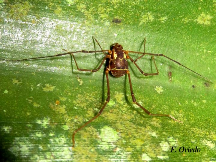 Cynorta sp2 (Cosechadora)
