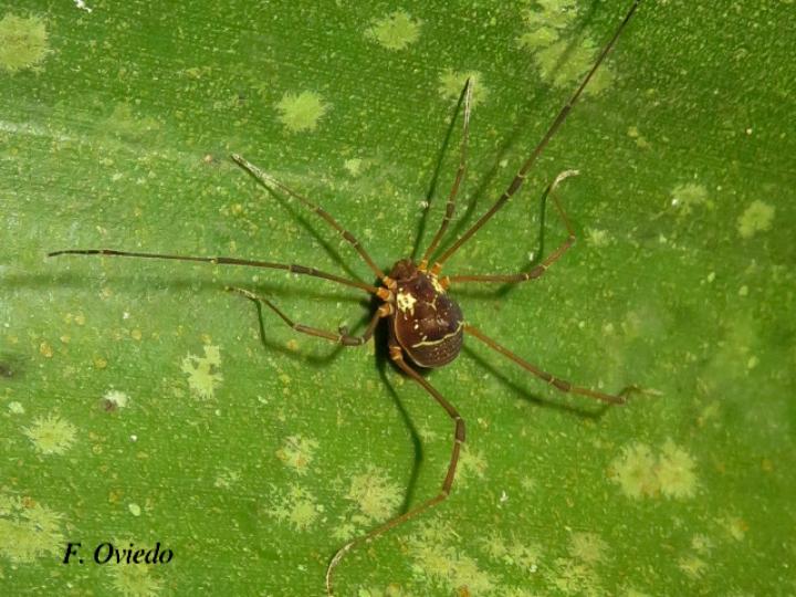 Cynorta sp2 (Cosechadora)