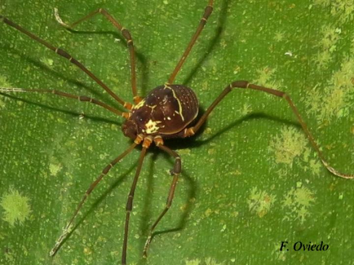 Cynorta sp2 (Cosechadora)