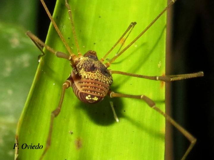 Cynorta sp3 (Cosechadora)