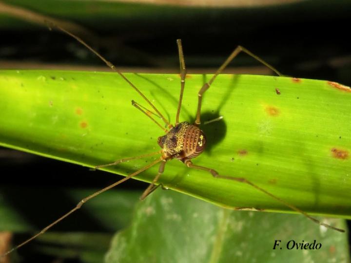 Cynorta sp3 (Cosechadora)