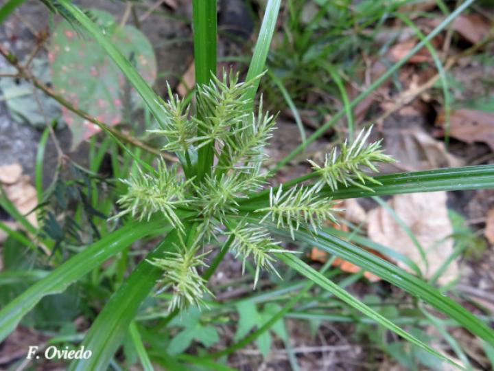 Cyperus hermaphroditus (Zacate Jacintillo)