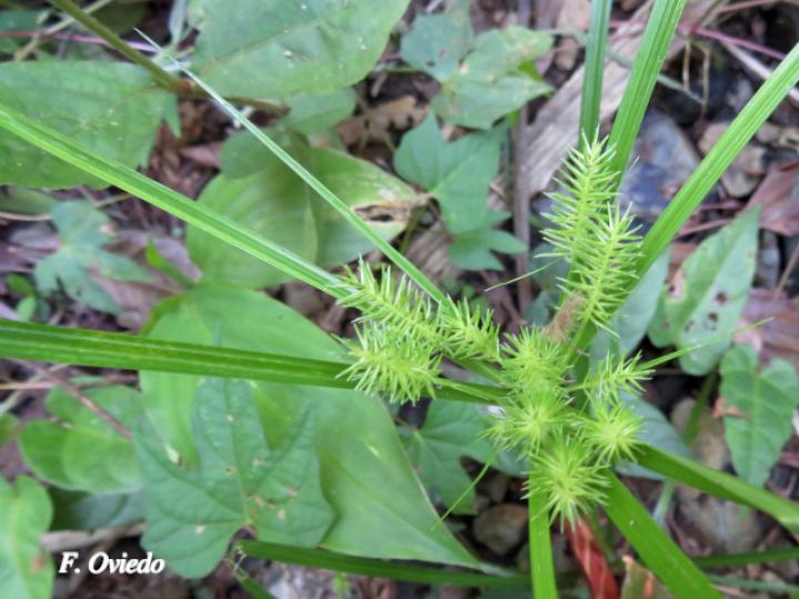 Cyperus hermaphroditus (Zacate Jacintillo)