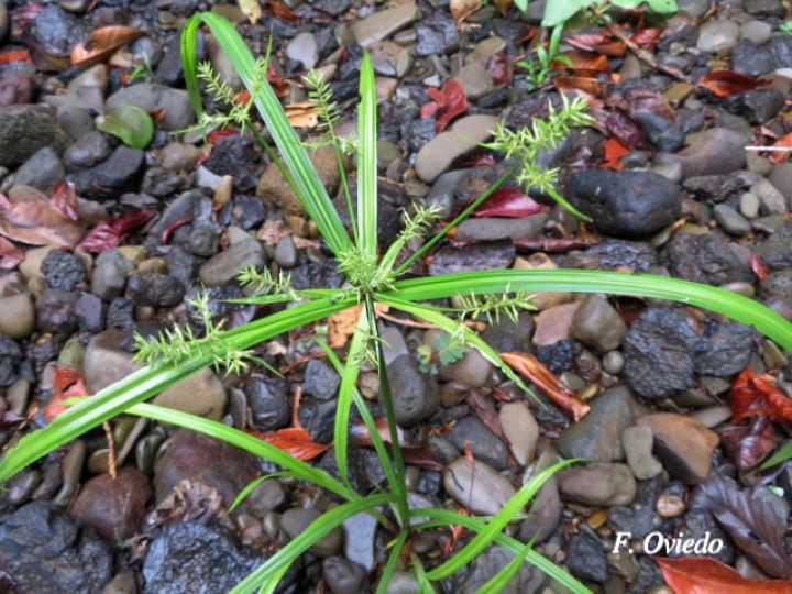 Cyperus hermaphroditus (Zacate Jacintillo)