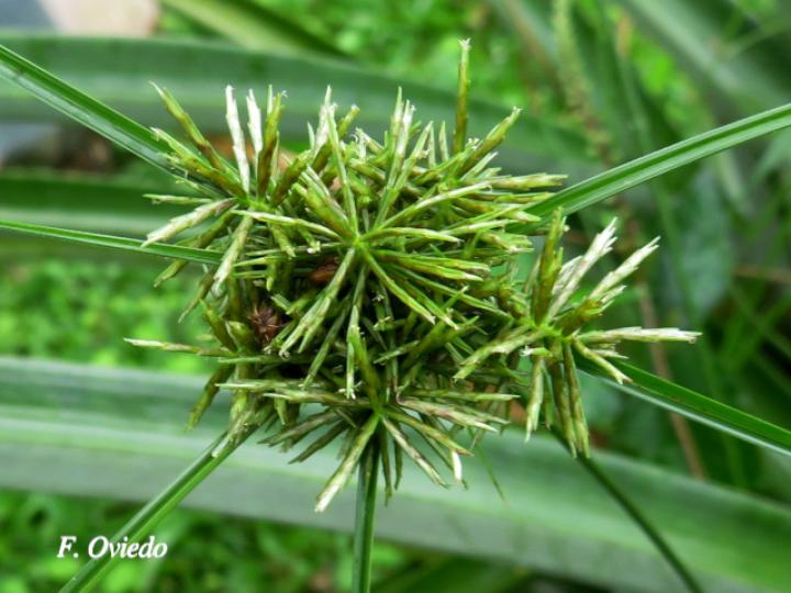 Cyperus odoratus (Coyolillo)