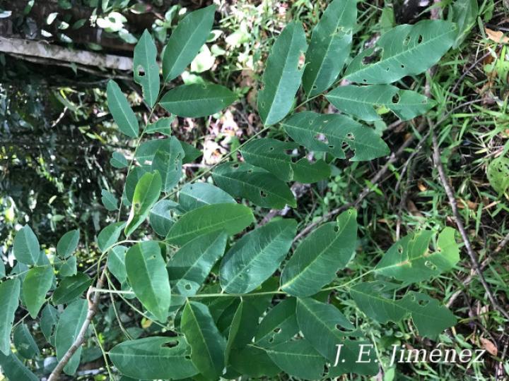 Dalbergia melanocardium (Cocobolo, Chirraca)