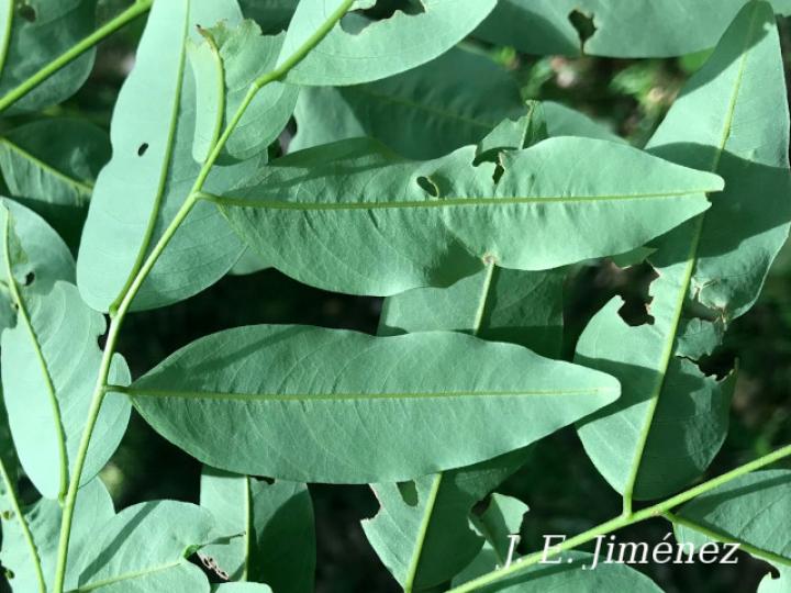 Dalbergia melanocardium (Cocobolo, Chirraca)