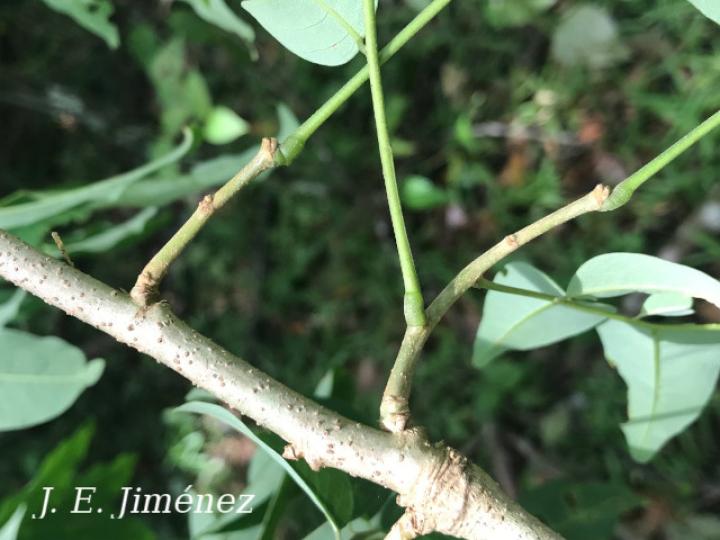 Dalbergia melanocardium (Cocobolo, Chirraca)