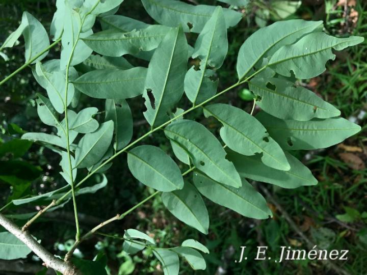 Dalbergia melanocardium (Cocobolo, Chirraca)