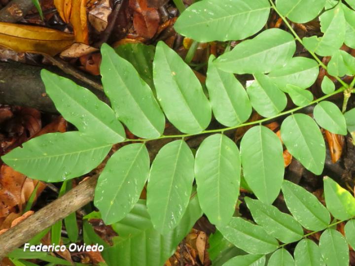 Dalbergia melanocardium (Cocobolo, Chirraca)