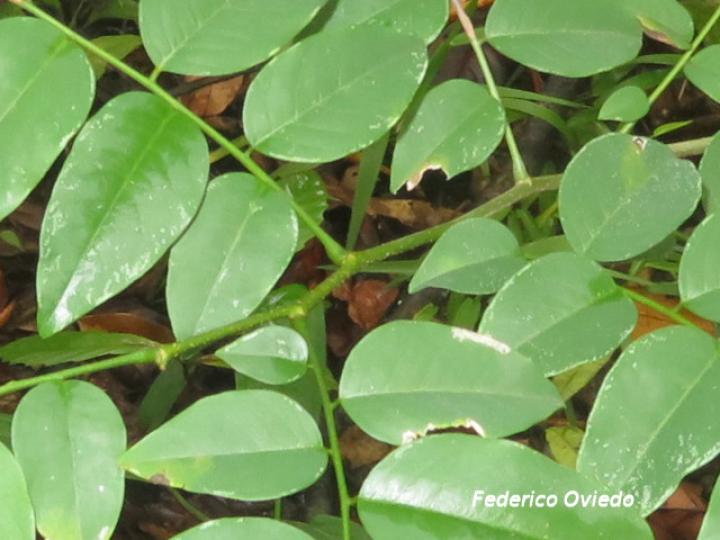 Dalbergia melanocardium (Cocobolo, Chirraca)