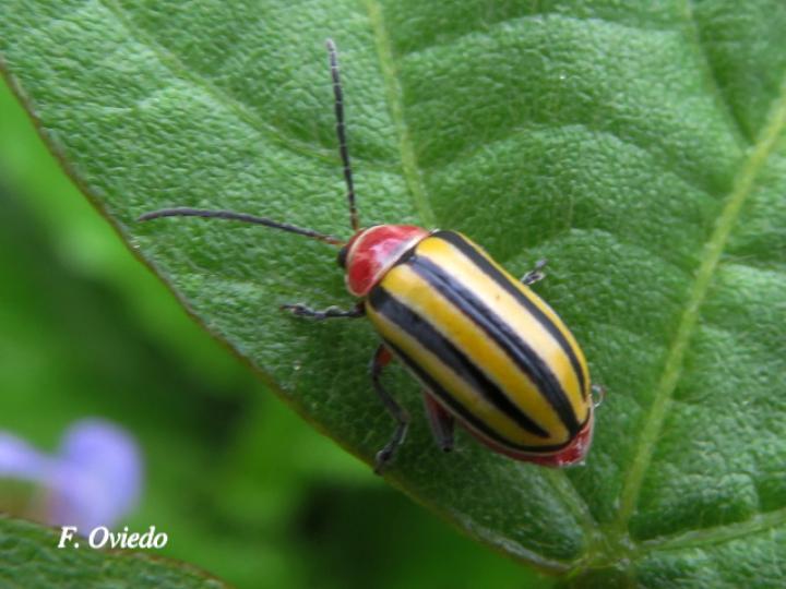 Disonycha fumata
