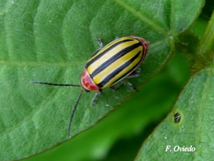 Disonycha fumata
