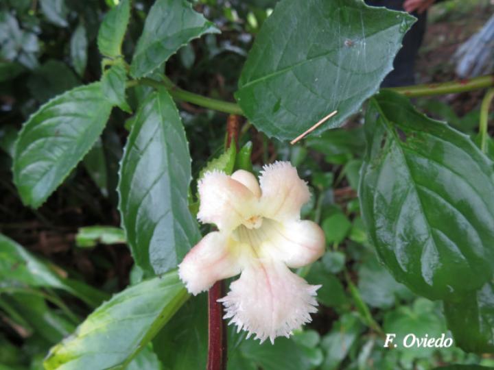 Drymonia serrulata (Viejitas)