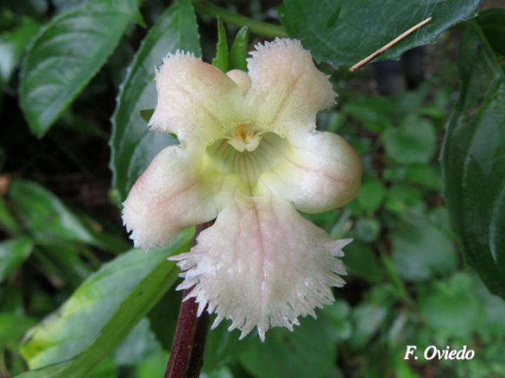 Drymonia serrulata (Viejitas)