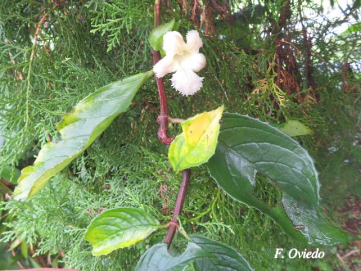 Drymonia serrulata (Viejitas)