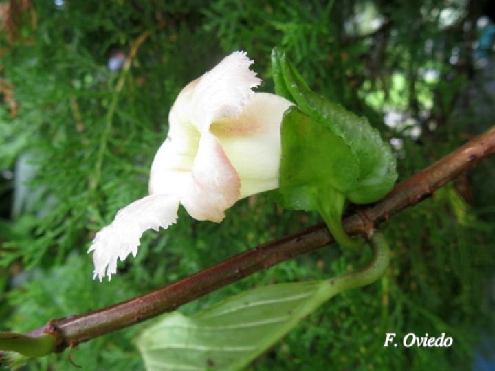 Drymonia serrulata (Viejitas)