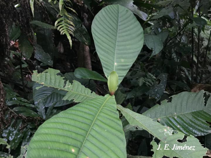 Elaeagia auriculata (Gomilla)