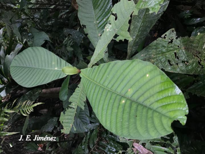 Elaeagia auriculata (Gomilla)