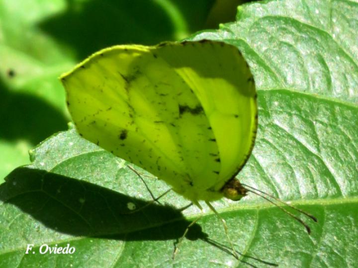 Eurema xanthochlora (Mariposa amarillo tropical)