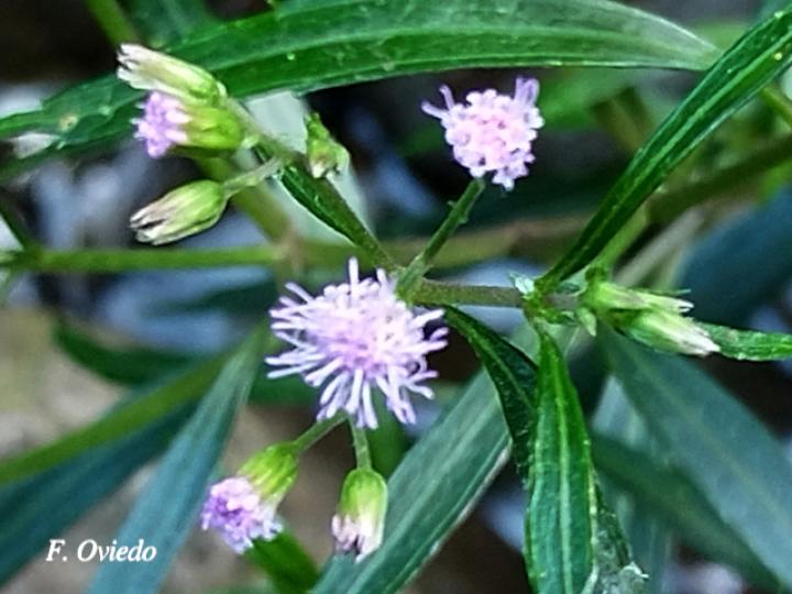 Fleischmannia sideritidis