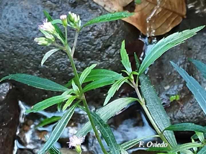 Fleischmannia sideritidis