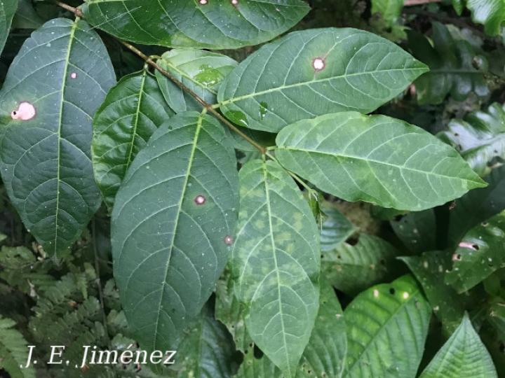 Forsteronia myriantha