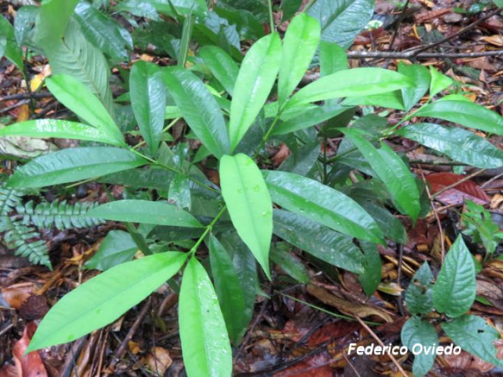 Garcinia intermedia (Jorco)