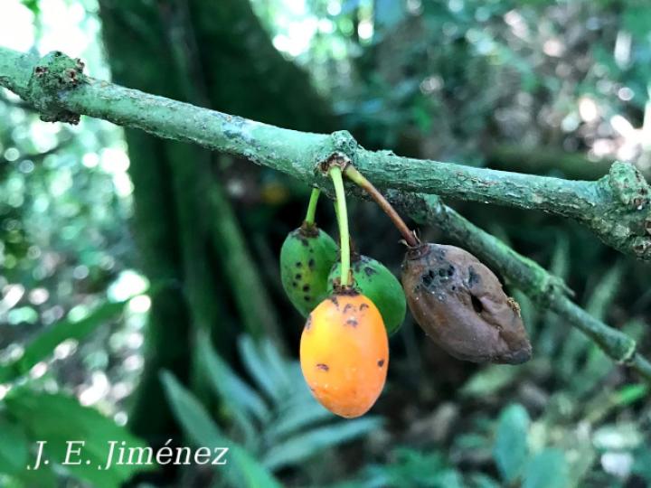 Garcinia intermedia (Jorco)