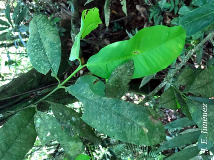 Garcinia intermedia (Jorco)