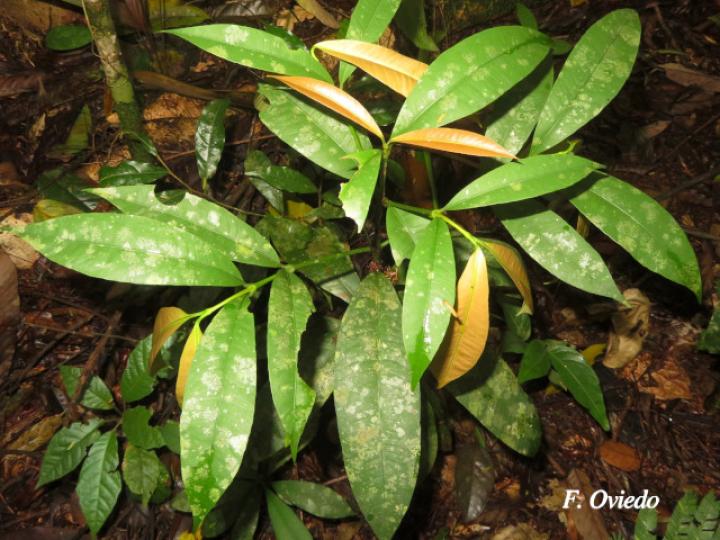 Garcinia intermedia (Jorco)