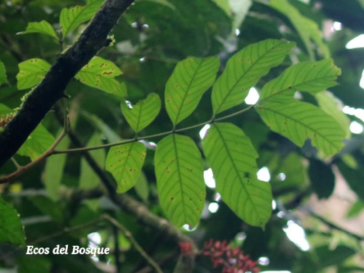 Guarea rhopalocarpa (Cacao de ardilla)