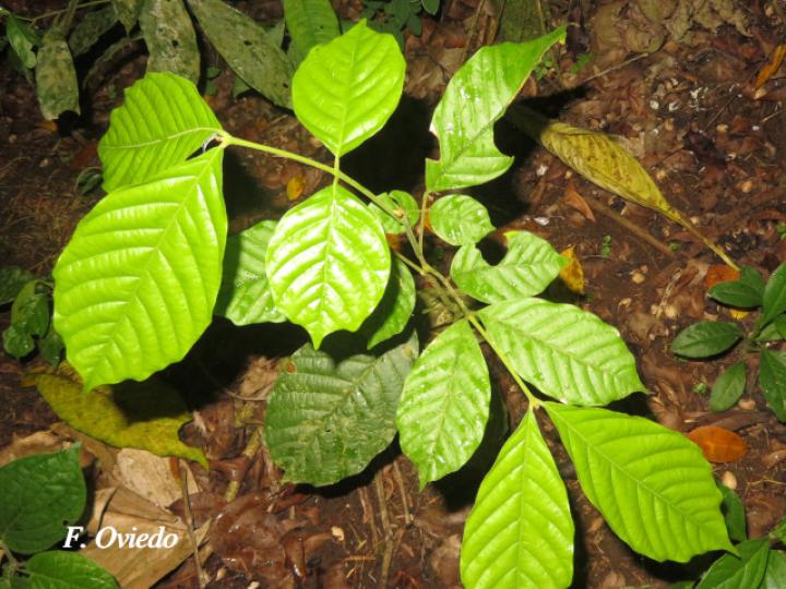 Guarea rhopalocarpa (Cacao de ardilla)