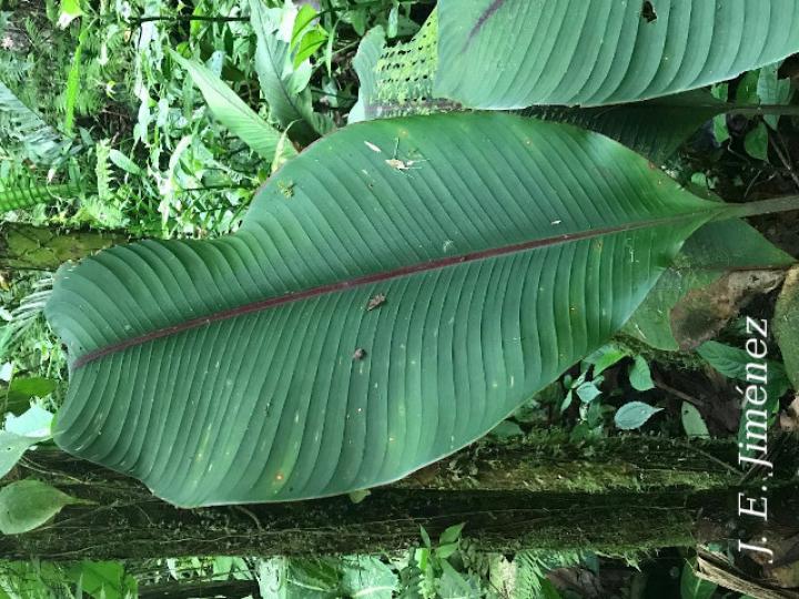Heliconia reticulata