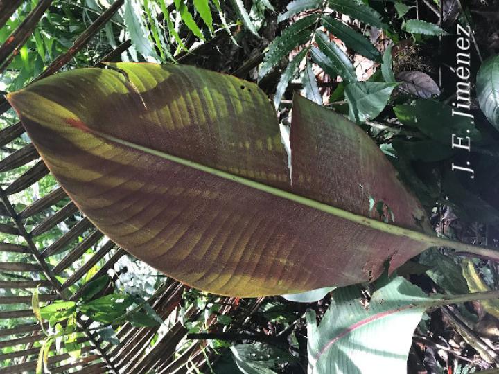 Heliconia reticulata