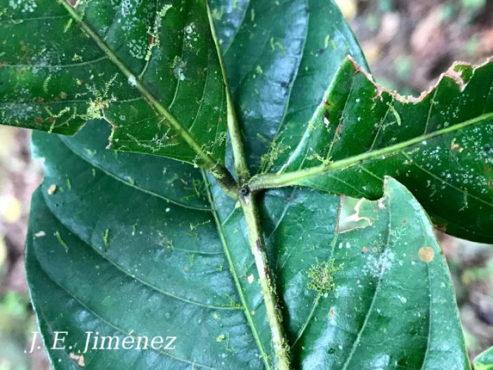 Inga mortoniana (Guabo María)