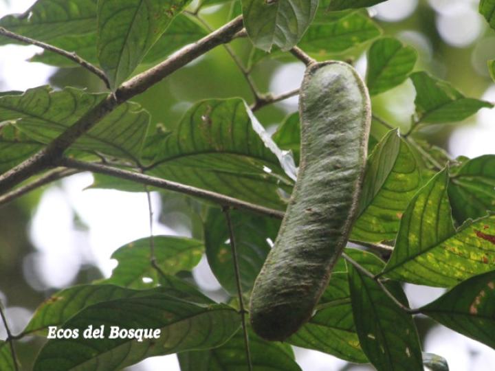 Inga mortoniana (Guabo María)