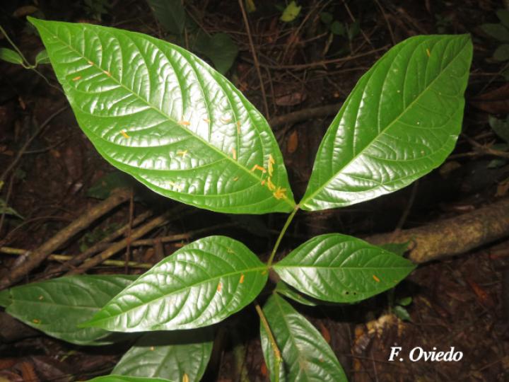 Inga mortoniana (Guabo María)