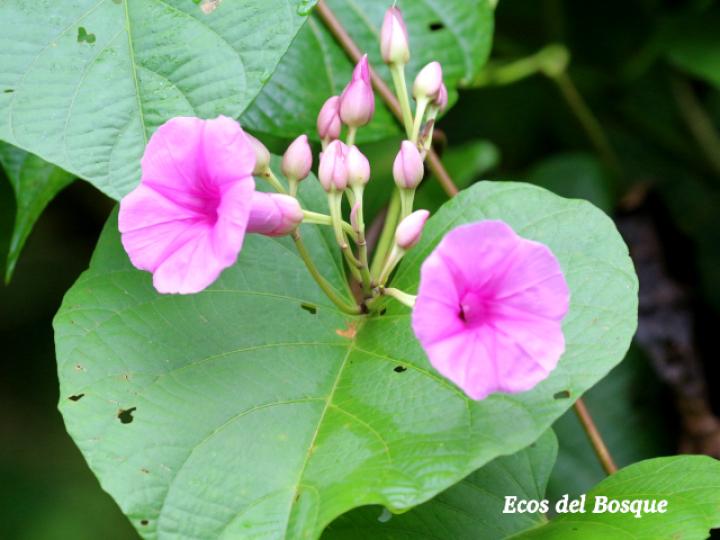 Ipomoea philomega