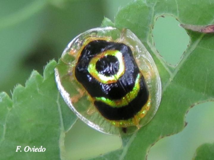 Ischnocodia annulus (Escarabajo tortuga dorado)