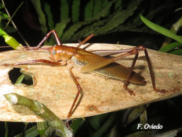 Ischnomela pulchripennis (Saltamontes de ojos azules)