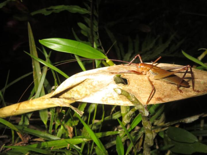 Ischnomela pulchripennis (Saltamontes de ojos azules)