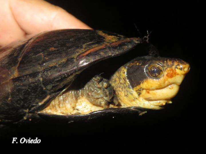Kinosternon leucostomum (Tortuga de pantano)