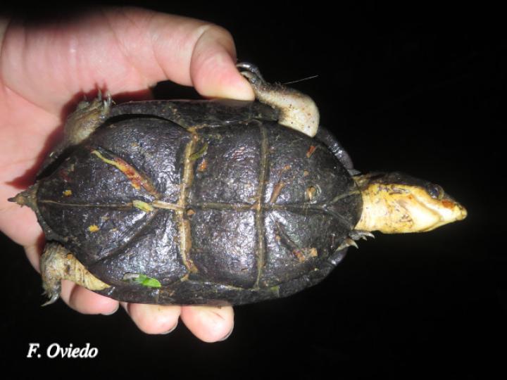 Kinosternon leucostomum (Tortuga de pantano)