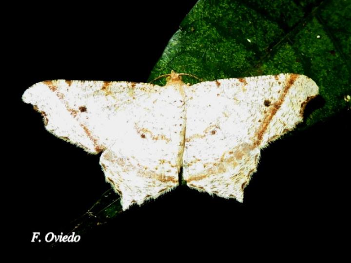 Macaria perpendiculata (Polilla angulada)