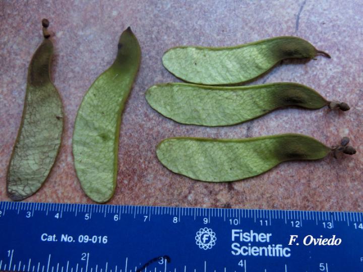 Machaerium seemannii (Siete cueros)