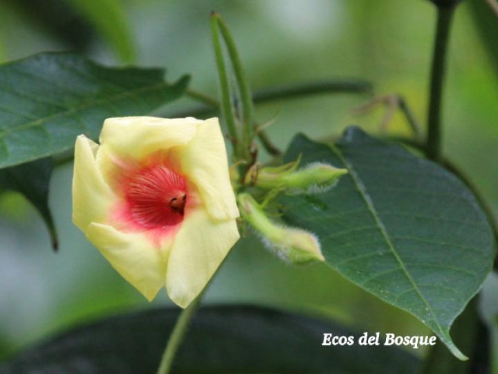 Mandevilla hirsuta