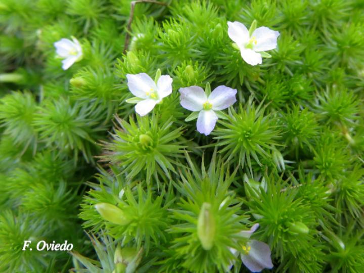 Mayaca fluviatilis 