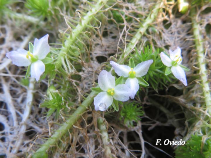 Mayaca fluviatilis 